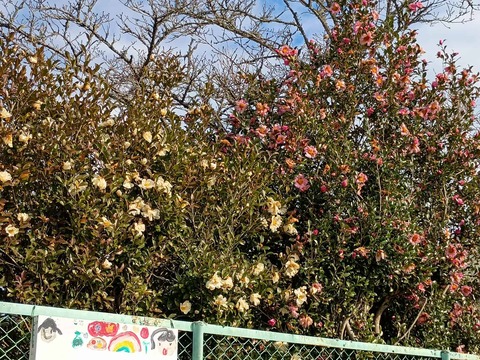 20251207さざんか (2)