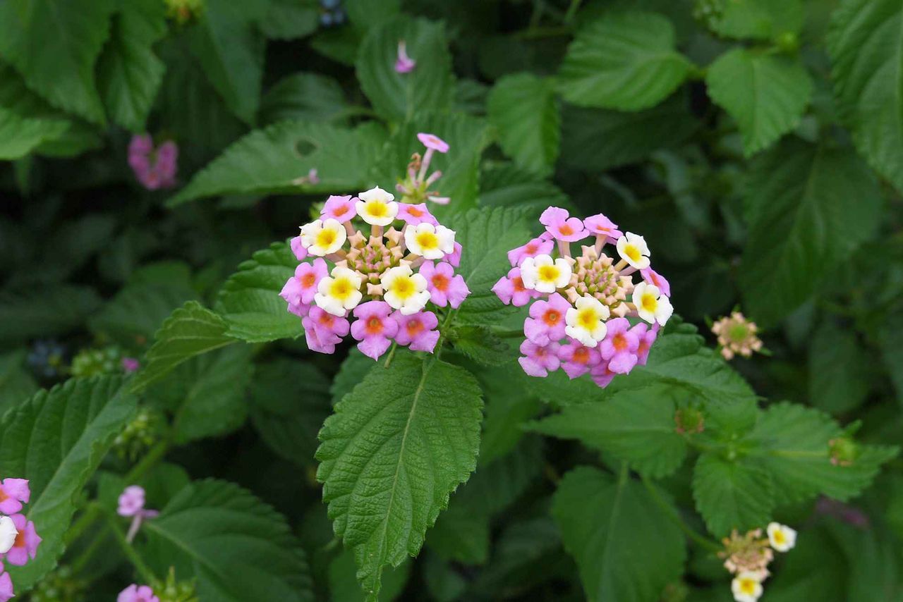 高槻の街かどで見かけるこの花は何 ２色の可愛い花が特徴 高槻network新聞