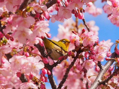 20240302筒井池公園 (7)