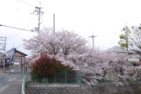 20200411sakura8