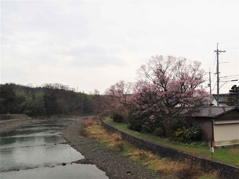 20230321大森橋 (1)