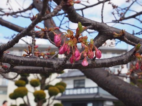 20230303河津桜筒井池 (4)
