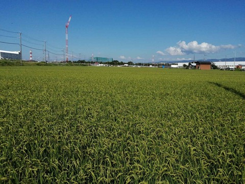 20240904西面稲 (3)