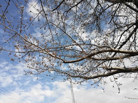20220322桜 (2)