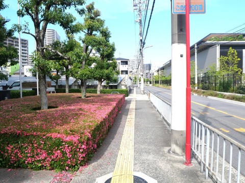 20240525明田町サツキ
