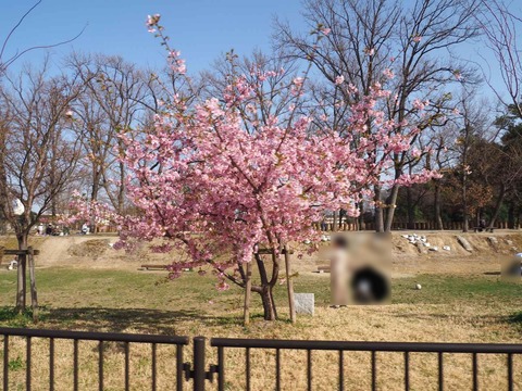 20230311河津桜今城