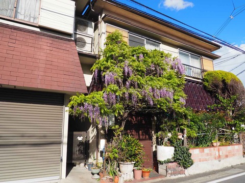 20230408真上藤 (2)