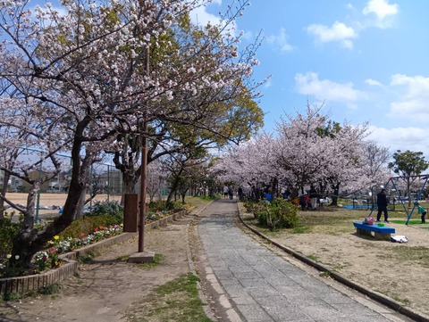20250406高槻城公園南 (8)