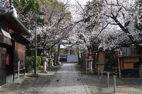 sakura2019_9