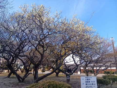 20260204しろあと梅 (7)