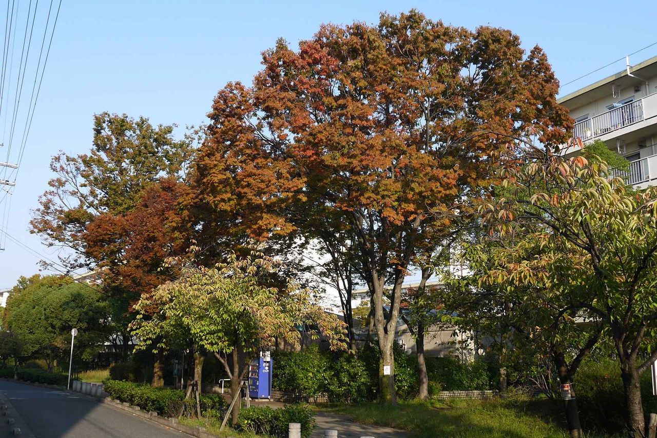 高槻の木 ケヤキの紅葉が始まってきた 19年 高槻network新聞 高槻の木 ケヤキの紅葉が始まってきた 19年 高槻network新聞