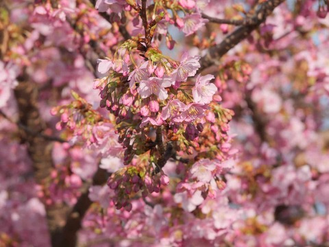 20260301河津桜今城 (11)