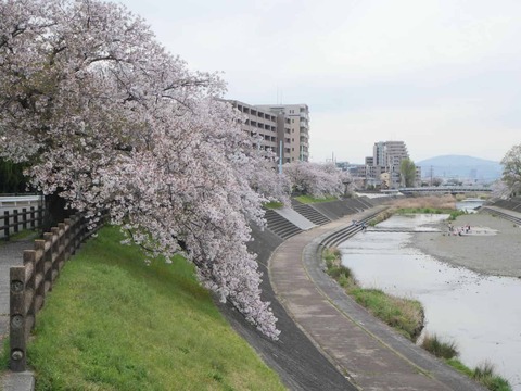 20260409芥川桜堤 (7)