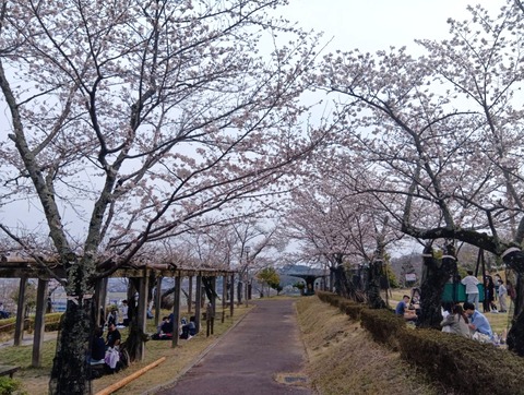 20260329摂津峡公園 (2)