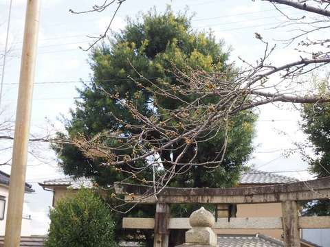 20220320桜芥川 (3)