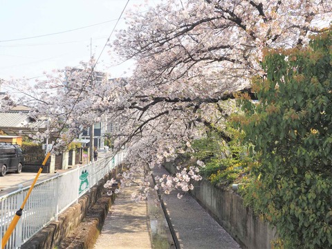 20230401桜 (12)