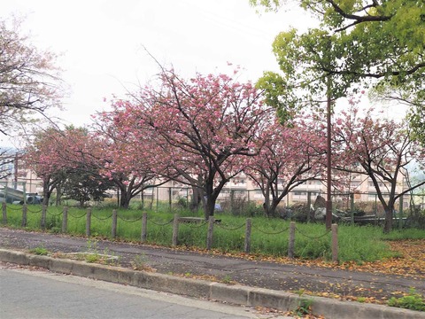 20230408郡家本町 (5)
