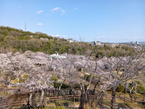 20250404摂津峡 (13)