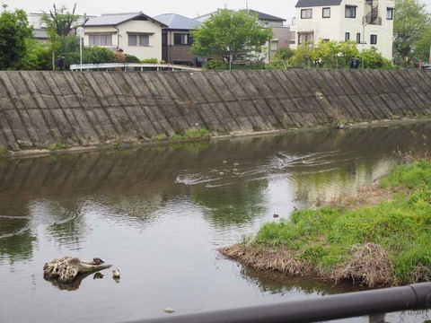 20230420カモ (3)