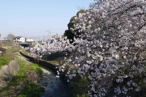 20200404sakura5