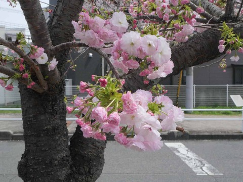 20260406桜 (63)
