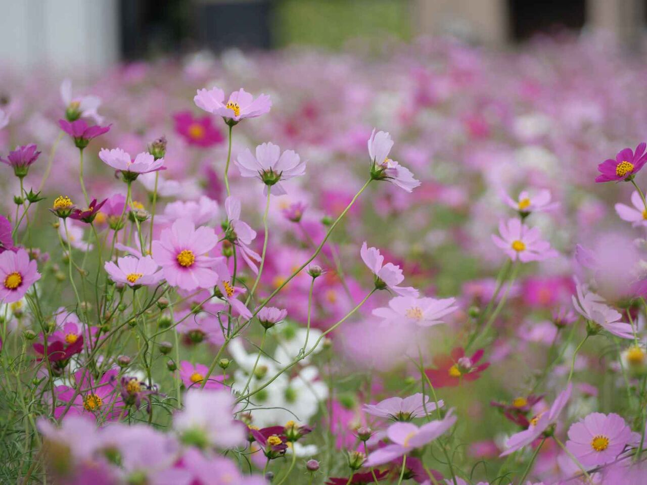 三島江 コスモスのようすを見てきた これからだけど咲き始めている