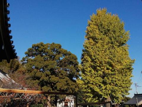 20201122koyo4