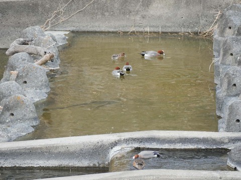 20260318塚脇橋 (50)