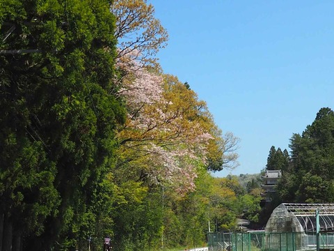 20230422樫田桜 (3)
