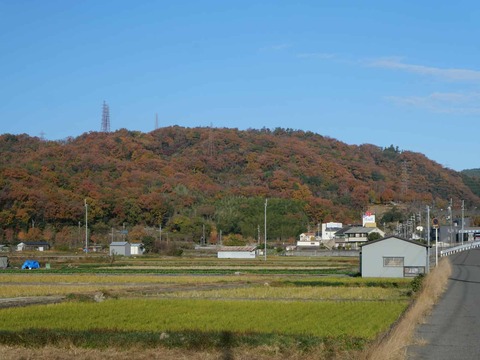 20241210摂津峡紅葉 (2)