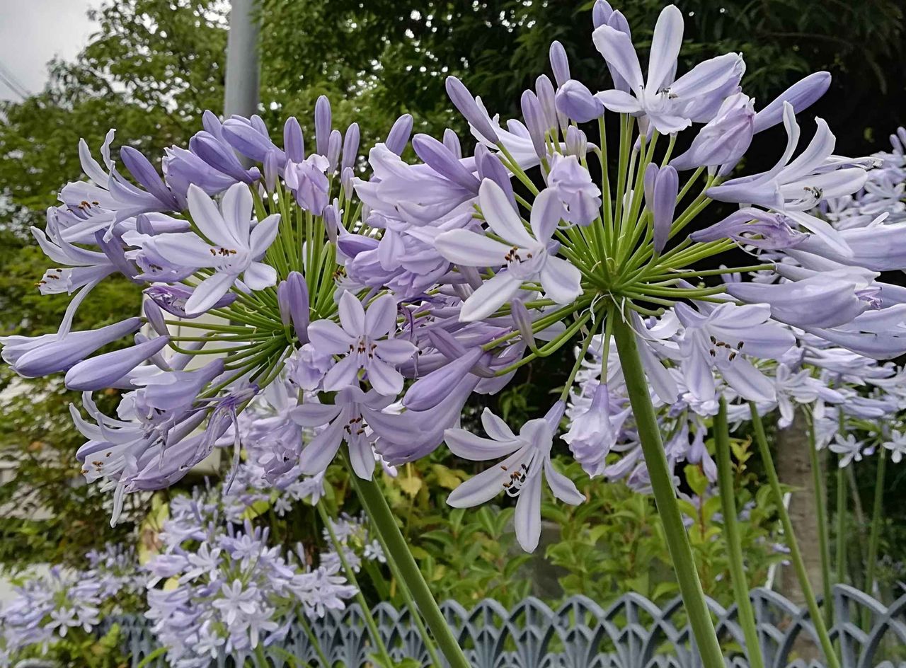 高槻の街かどで咲いてきた この花は何 淡紫の花と形が特徴 19年 高槻network新聞