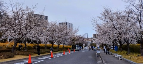 20250402桜 (5)
