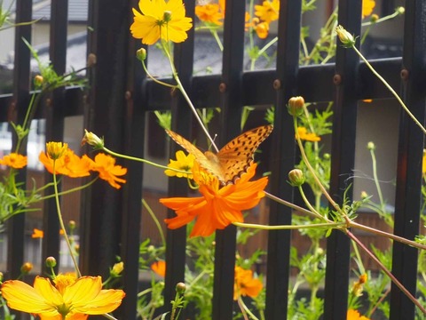 20220924キバナコスモス (8)