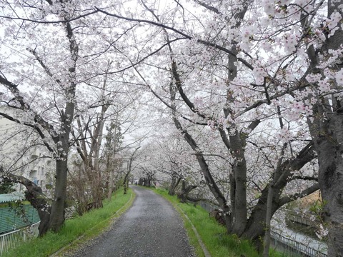 20260401玉川桜 (10)