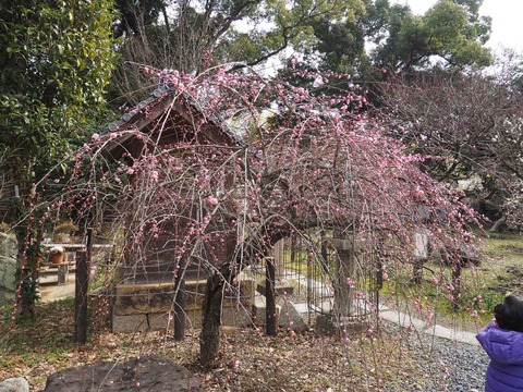 20230225天神祭り (80)