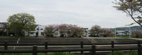 20260413桜 (28)