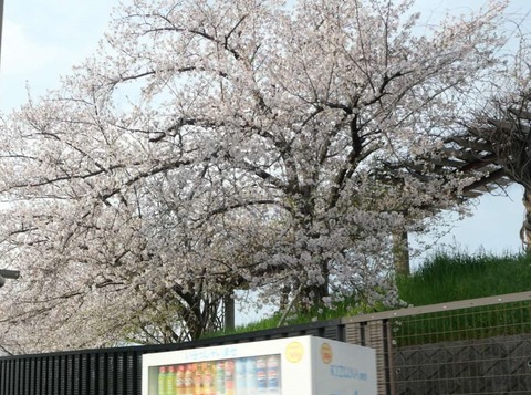 20250408桜 (45)