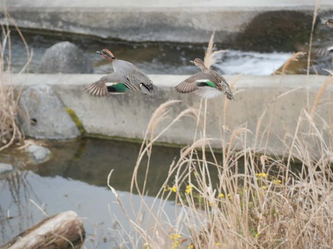 20260318塚脇橋 (39)