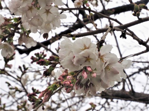 20230321芥川桜堤 (12)
