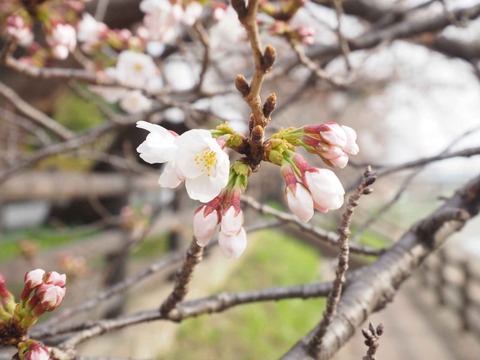 20220325芥川桜堤 (4)