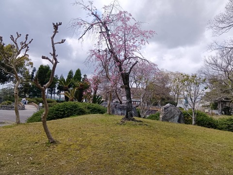 20250406高槻城公園南 (1)