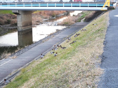 20260127城西橋カモ (13)