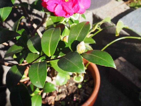 20231223サザンカ (7)