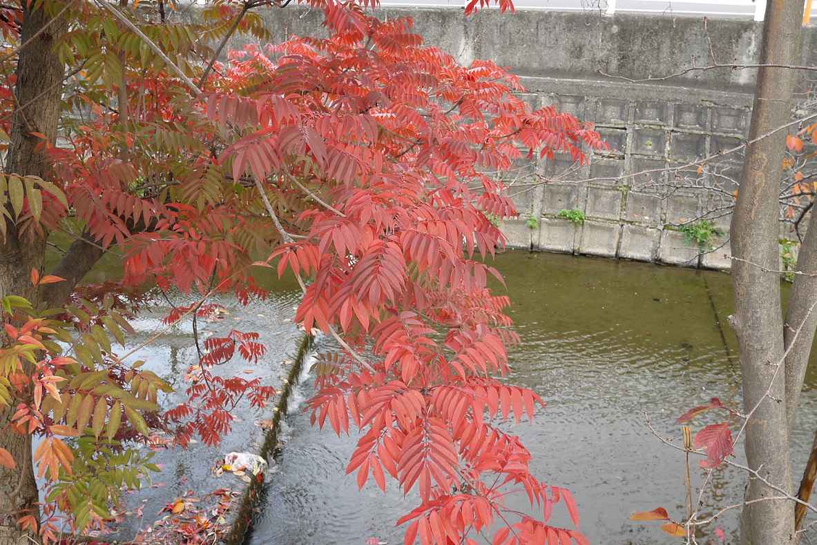 高槻の紅葉 柳川の頑張ってる木 芥川のつるが谷 19年 高槻network新聞