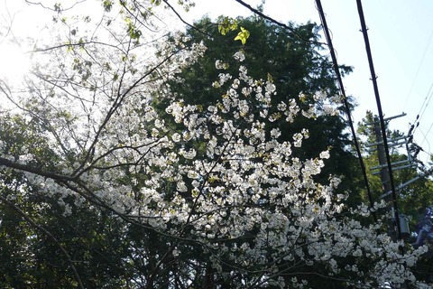 20200425sakura3