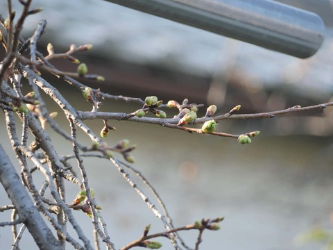 20260317筒井池公園 (8)