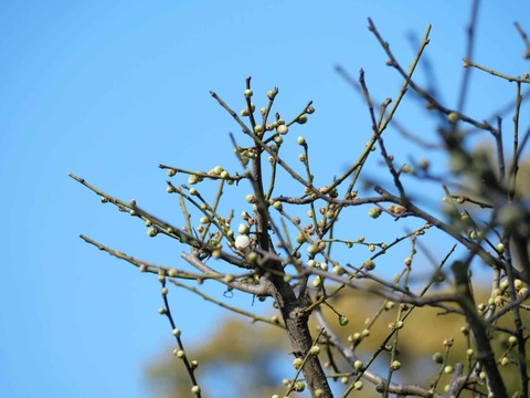 20250222上宮天満宮 (28)