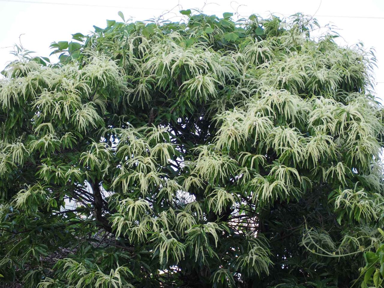 高槻の街かどで栗の花を見かけた 22年5月 高槻network新聞 高槻の街かどで栗の花を見かけた 22年5月 高槻network新聞