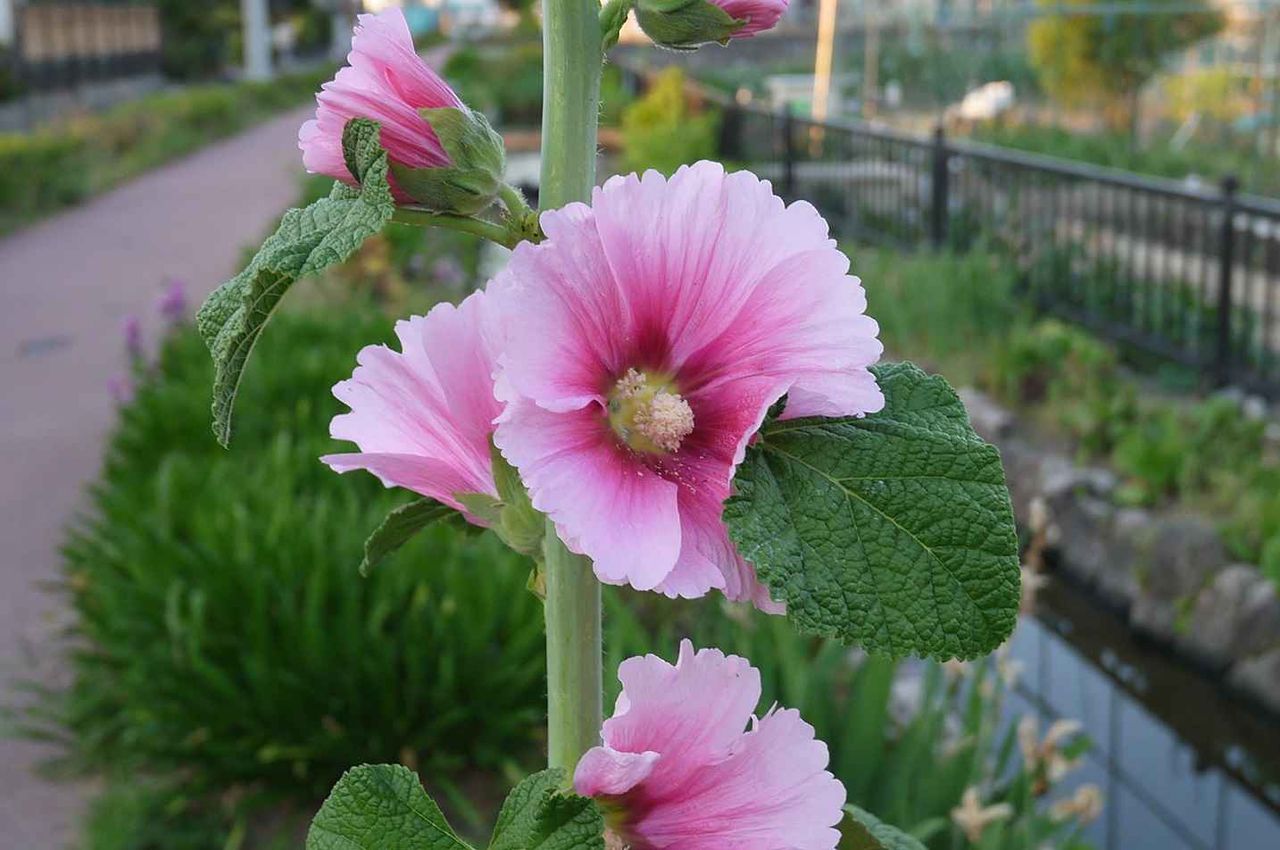 高槻の街かどで咲いてきたこの花は何 直立するすがたが特徴 19年 高槻network新聞