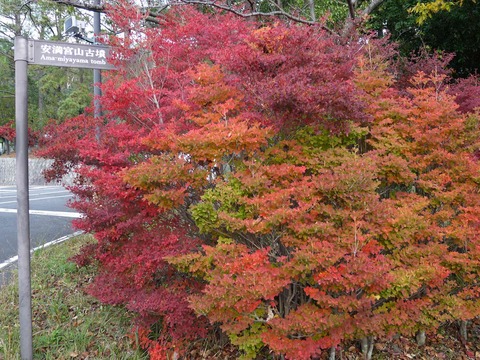 koyo20181123_4
